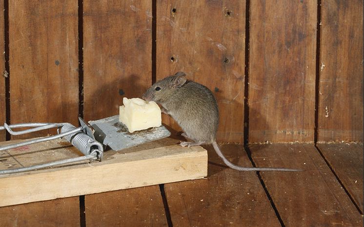 اسباب وجود الفئران